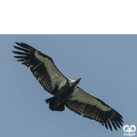 گونه دال پشت سفید White-rumped Vulture